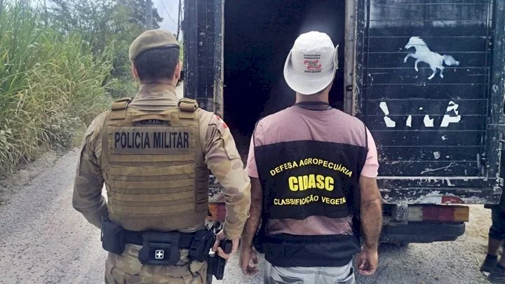 Polícia Militar inicia Operação Quaresma para combater Farra do Boi até abril