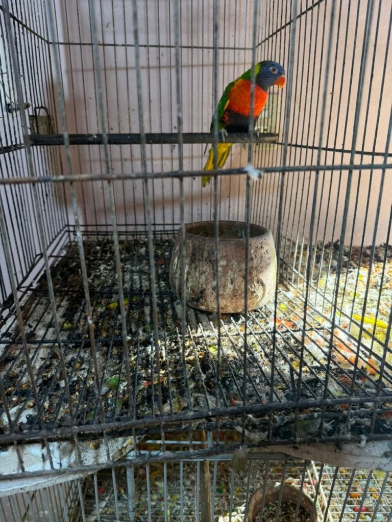 Prefeitura de Blumenau e Polícia Civil resgatam mais de 200 aves em situação crítica