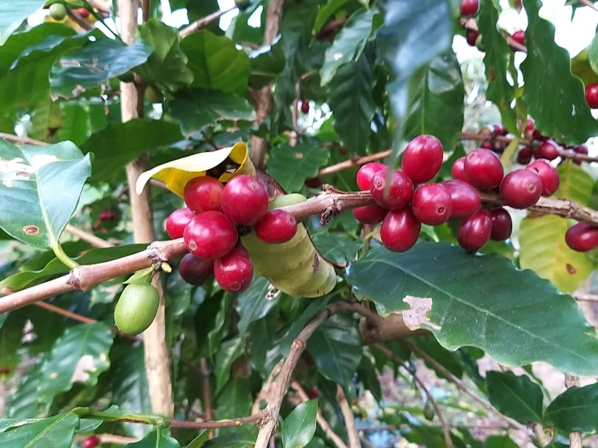 Secretaria da Agricultura lança Projeto Café Sombreado e promete R$ 50 mil por família
