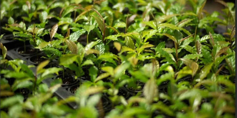 Symbiosis e Fundação SOS Mata Atlântica lideram restauração de 1 mil hectares