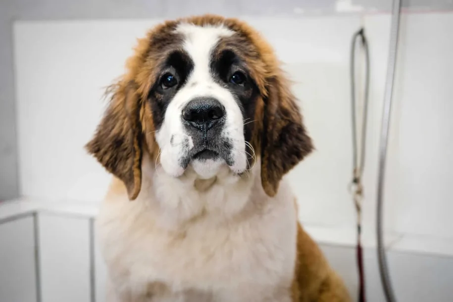 Veterinários alertam: Dermatite alérgica à picada de pulgas afeta cães e gatos