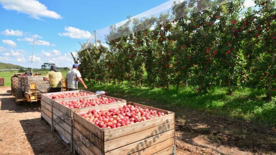 Associação de Produtores de Maçã aponta Bolsa Família como causa de crise de mão de obra