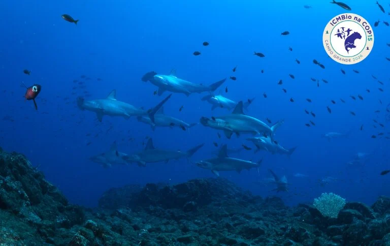 Brasil propõe inclusão de espécies ameaçadas na COP15 em Campo Grande (MS)