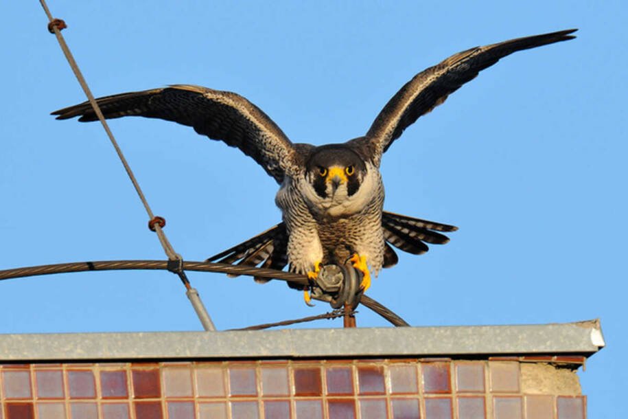Campo Grande se torna Capital do Birdwatching com falcão-peregrino veloz
