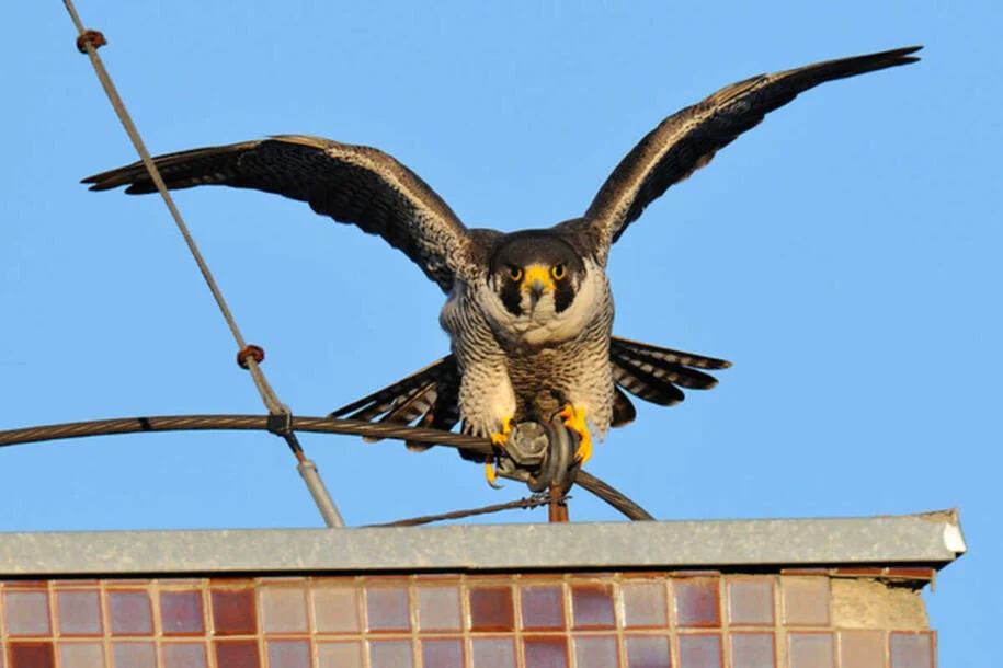 Campo Grande se torna Capital do Birdwatching com falcão-peregrino veloz