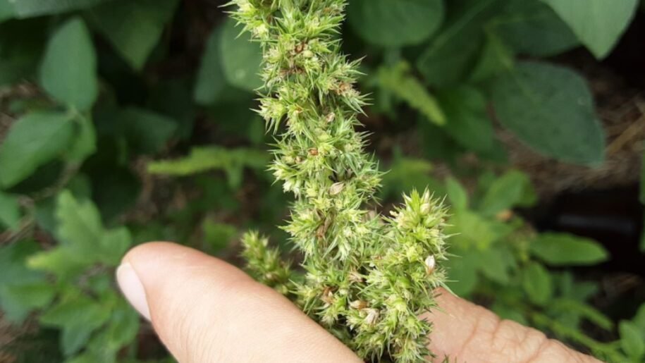 Cidasc confirma foco de caruru-gigante em SC e inicia medidas urgentes de controle