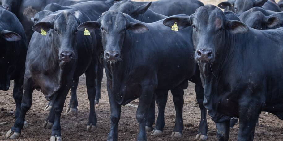 CMN reduz juros a 3% e estende benefícios a cooperativas rurais em decisão crucial