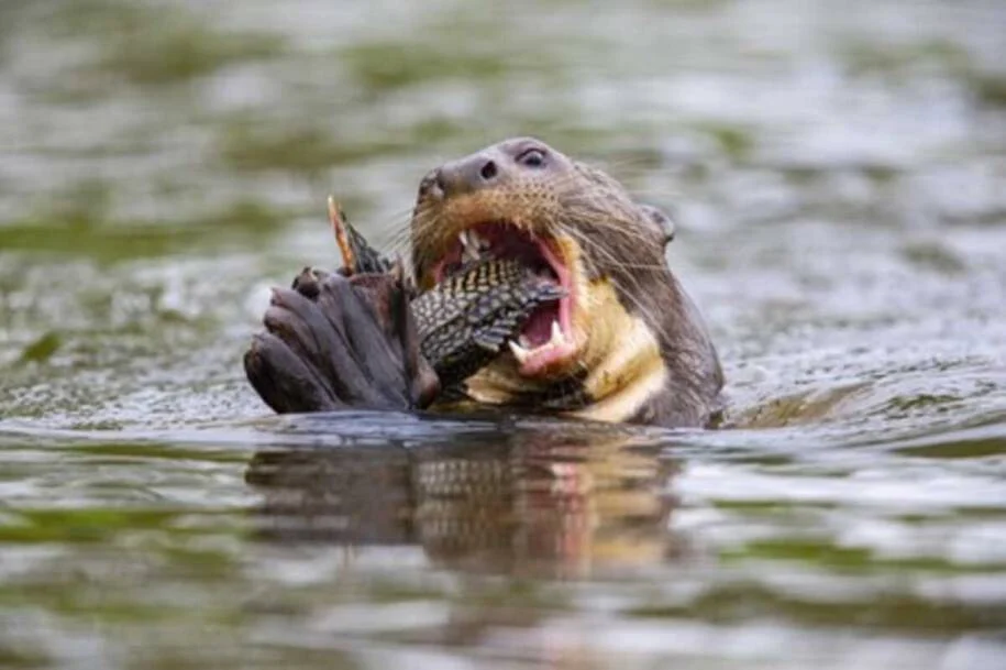 COP15 aprova inclusão da Ariranha como espécie ameaçada de extinção