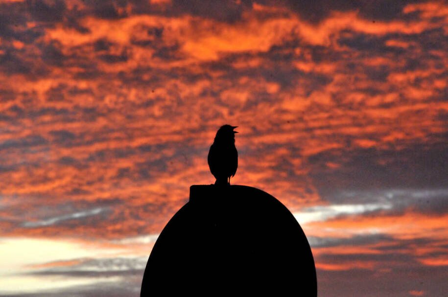 COP15: Campo Grande se prepara para receber quase 100 aves migratórias em evento da ONU