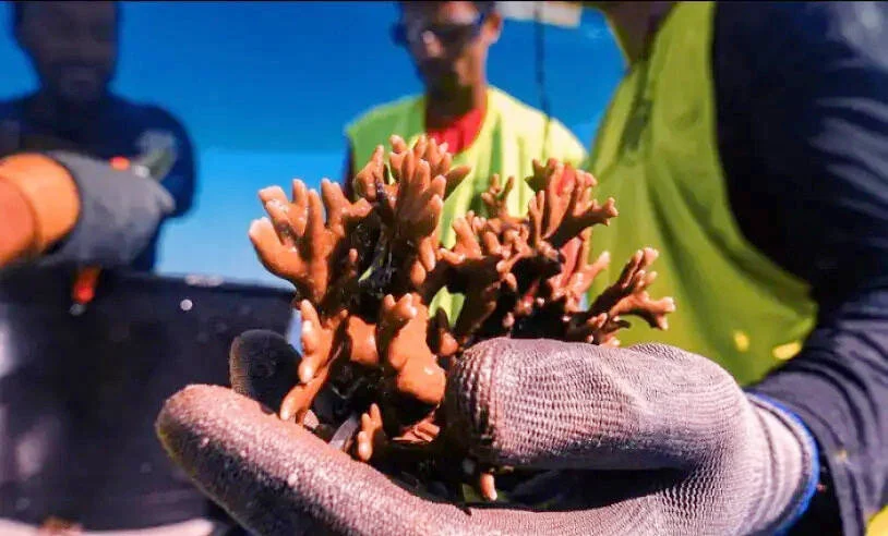 CPMI do INSS investiga roubalheira de bilhões enquanto Reinaldo Azambuja se articula