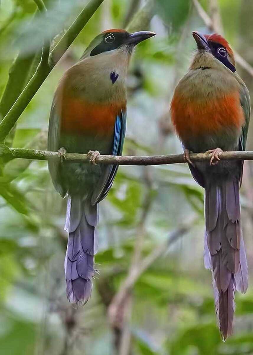 Eduardo Riedel sanciona juruva como símbolo da Mata Atlântica em MS e gera polêmica