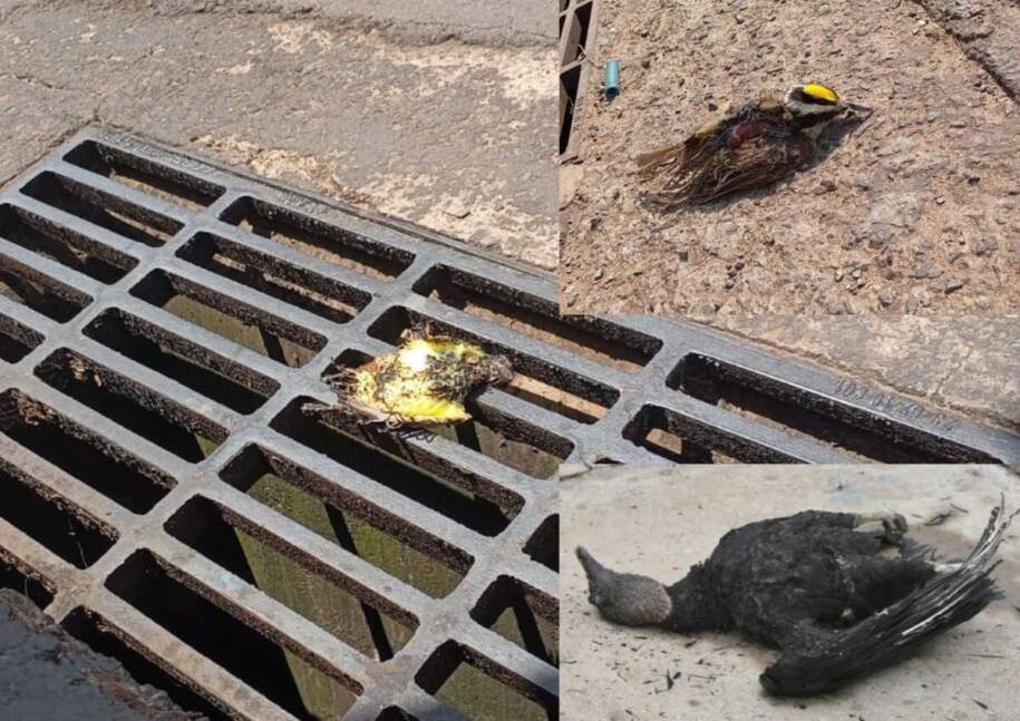 Energisa investiga mortandade de pássaros em Campo Grande após explosões