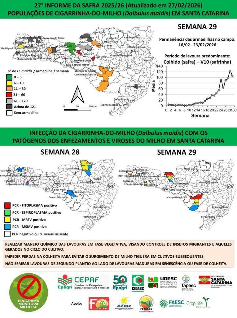 Epagri alerta para crescimento das cigarrinhas-do-milho e riscos nas lavouras