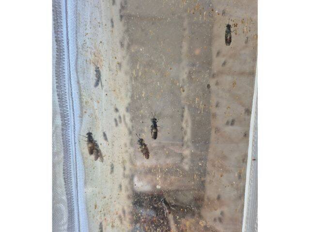 Epagri inicia projeto em Itajaí para combater maruim transmissor da febre Oropouche