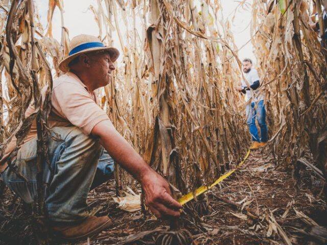 Epagri revela produtividade do milho acima de 204 sc/ha e destaca Irani