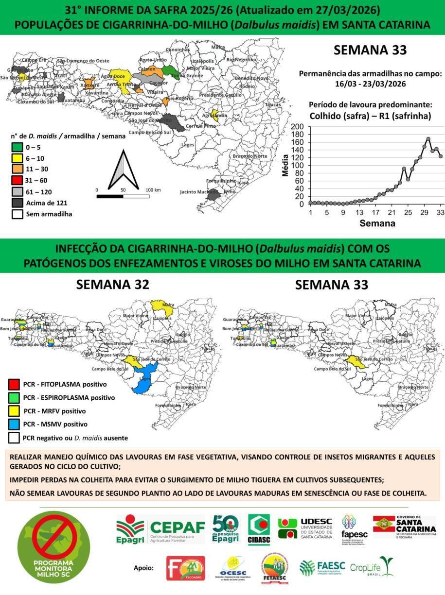 Epagri revela queda de 14,3% na infestação de cigarrinhas-do-milho em SC