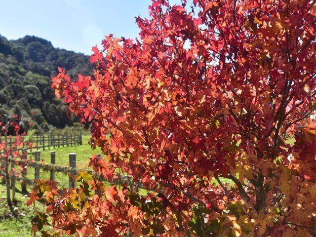 Fórum Climático prevê outono de 2026 com temperaturas acima da média em SC