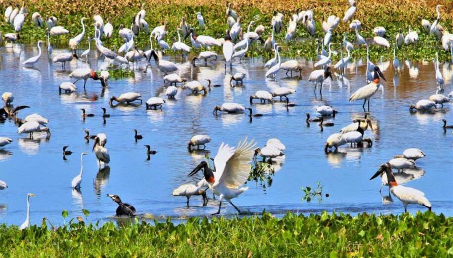 Governo de MS intensifica segurança para COP15 com Decat 24h e 3 mil turistas