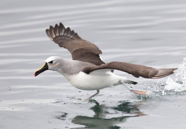 Governo de MS lança campanha de vacinação contra influenza com Vacimóvel