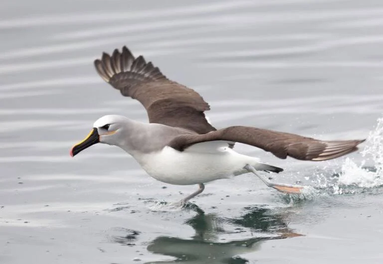 Governo de MS lança campanha de vacinação contra influenza com Vacimóvel