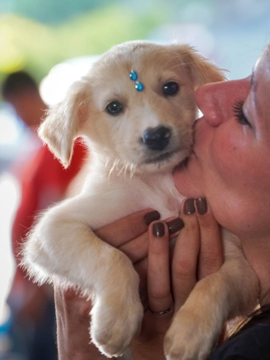 Governo de Santa Catarina libera R$ 72 mil para mutirões de castração em Celso Ramos