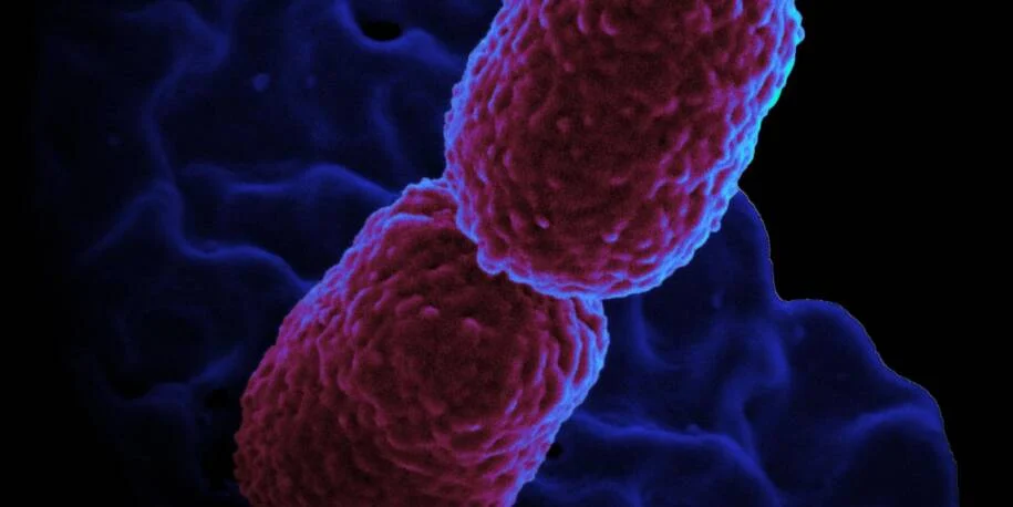 Hospital Municipal de Campinas Mário Gatti restringe atendimento após surto de KPC