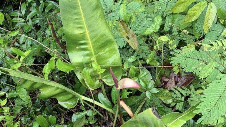 Instituto Nacional da Mata Atlântica revela antúrio-das-pedras ameaçado no ES