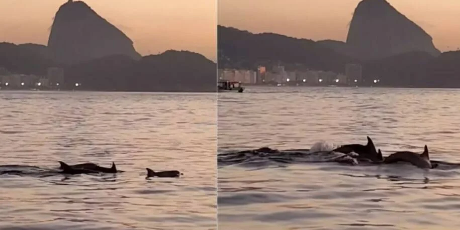 José Martins revela que golfinhos encantam Ipanema e indicam boas condições ambientais