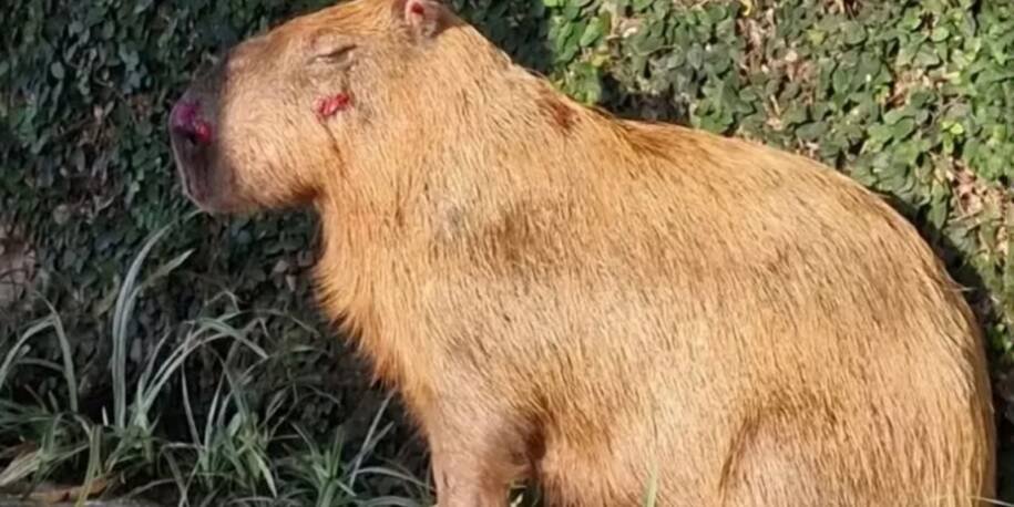 Juiz Rafael Rezende mantém prisão preventiva de agressores de capivara no Rio