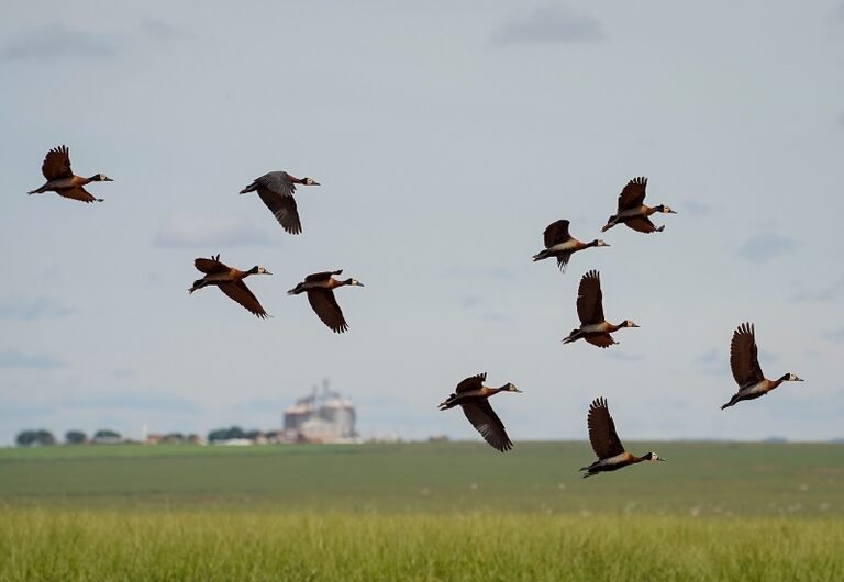 Marina Silva lidera COP15 e revela proteção de 1.189 espécies migratórias no Brasil