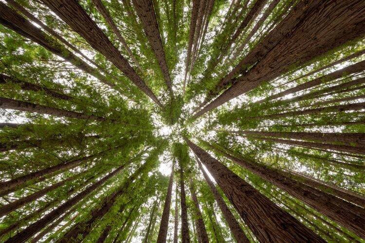 MDA anuncia R$ 1,8 bilhão para Florestas Produtivas e destaca açaí brasileiro