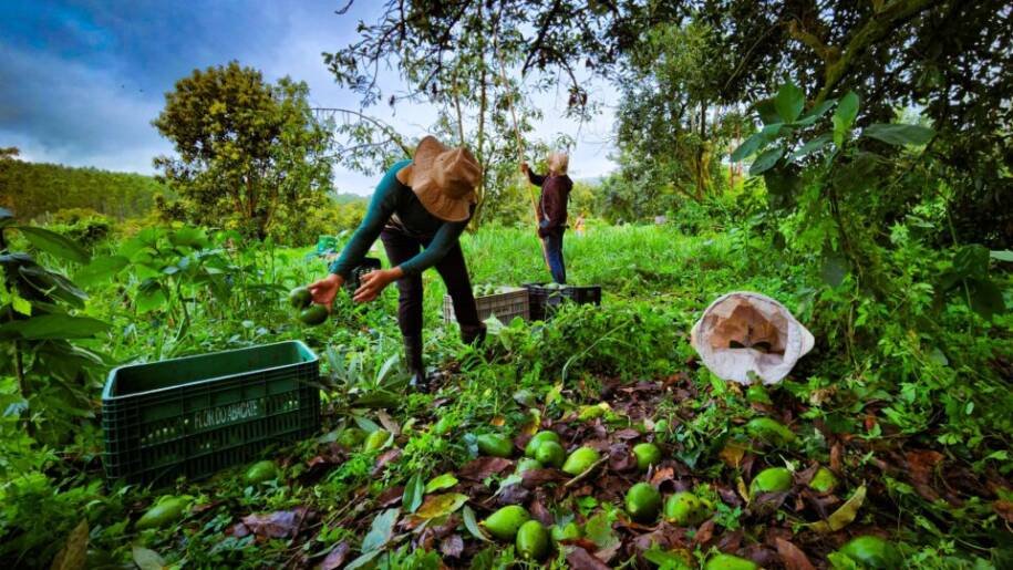 Minas Gerais lidera produção de avocado e prevê crescimento nas exportações