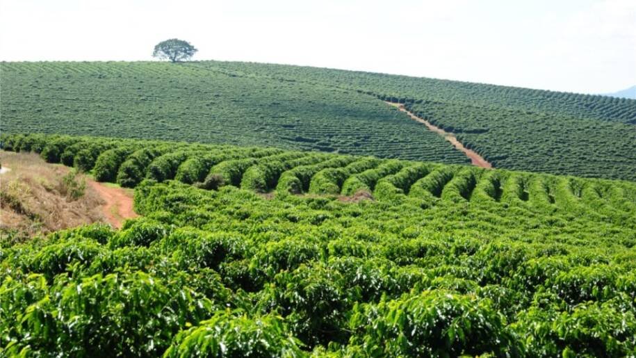 Minas Gerais projeta produção de 32,4 milhões de sacas de café em 2026