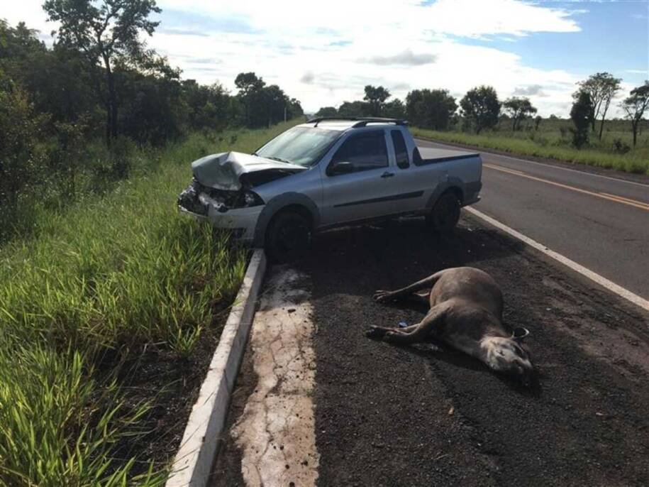 Ministério Público de MS lança Mapa de Colisões com a Fauna e promete mudanças