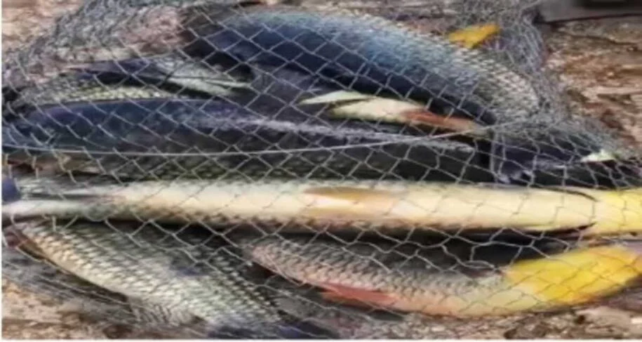 MPMS instaura inquérito após eletricista postar pesca irregular no TikTok