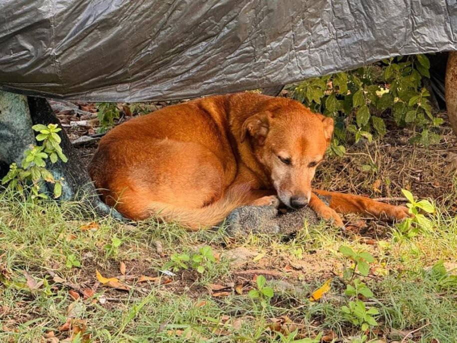 Prefeitura de Itapema mobiliza adoção urgente para 50 cães resgatados