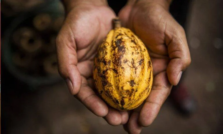 Presidente Lula assina MP que reduz benefício fiscal e impacta cacau no Brasil