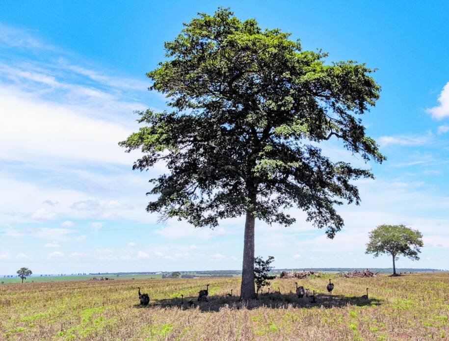 André Pinheiro assume presidência da Fundação Bienal e promete inovações