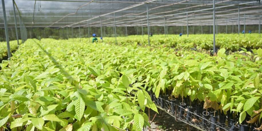 Belterra Agroflorestas e Vale transformam Canaã dos Carajás com bioeconomia