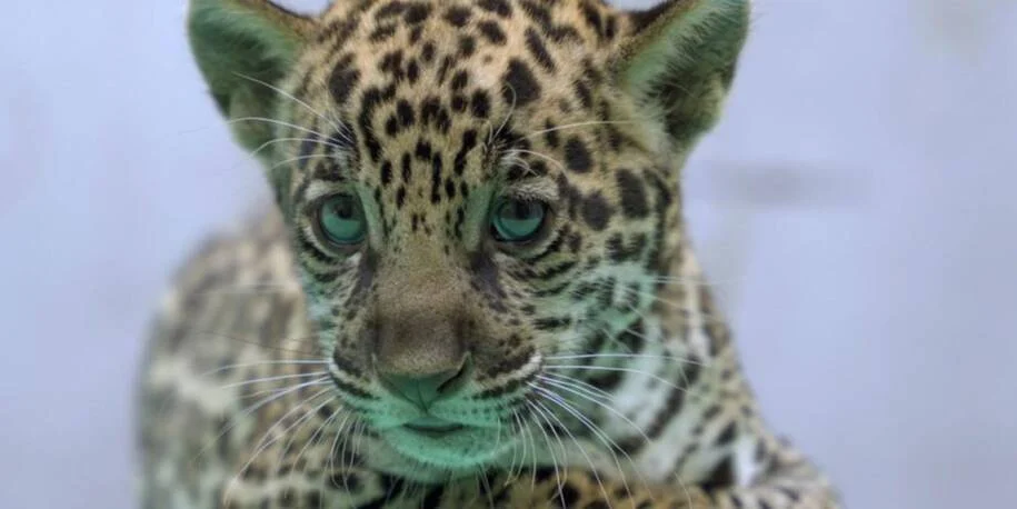 BioParque Vale Amazônia revela onça-pintada Xingu, filho de Marília e Zezé