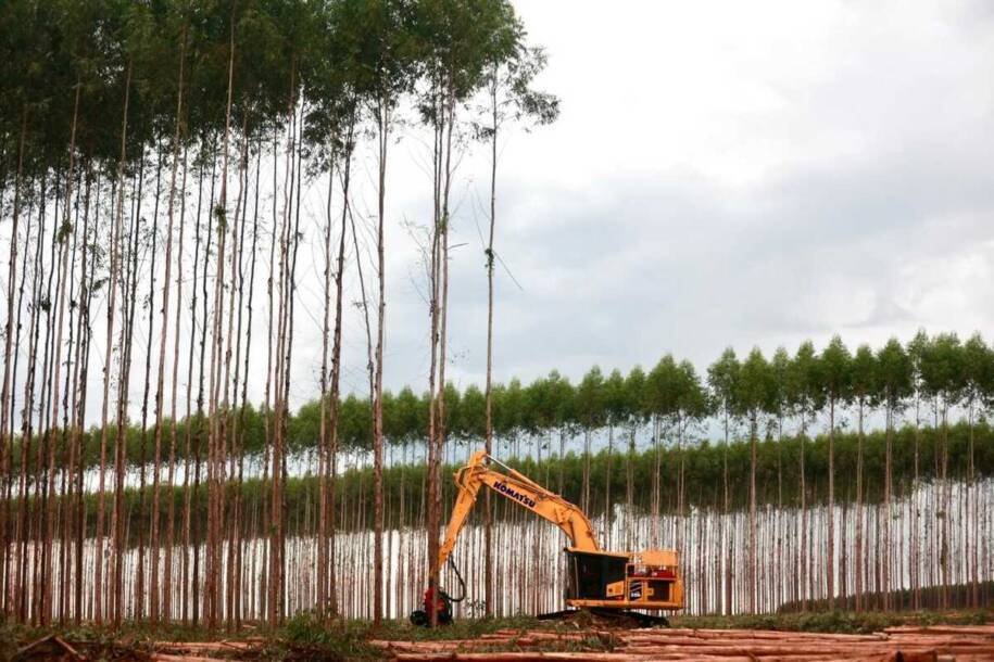 Bracell inicia colheita em Água Clara e projeta investimento de R$ 16 bilhões