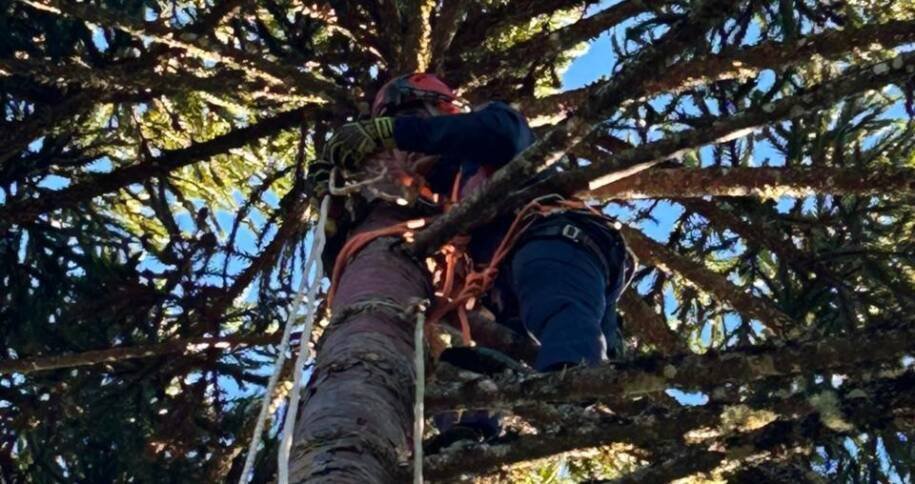 CBMSC registra aumento alarmante de acidentes graves na colheita do pinhão