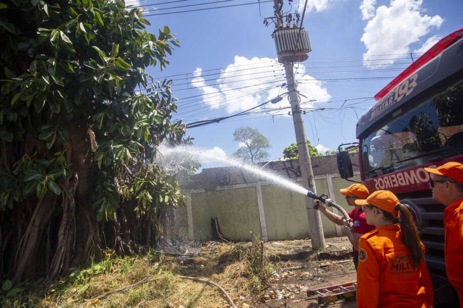 Corpo de Bombeiros combate incêndio em figueira 'assassina' em Campo Grande