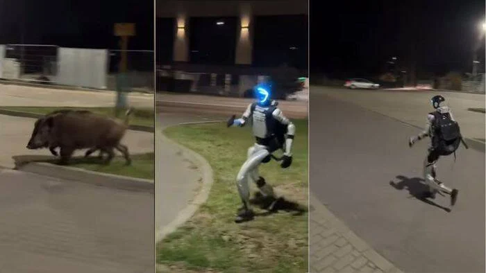 Edward Warchocki persegue javalis em Varsóvia e gera polêmica sobre abates