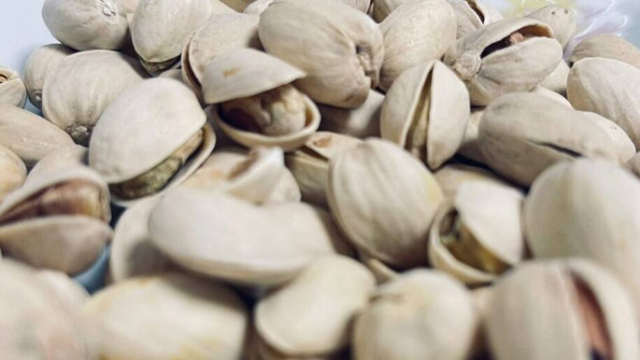 Embrapa inicia testes para produção de pistache na Serra da Ibiapaba, Ceará