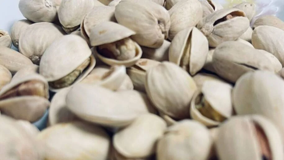 Embrapa inicia testes para produção de pistache na Serra da Ibiapaba, Ceará