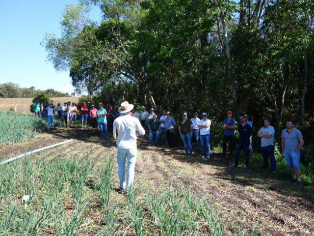 Epagri anuncia lançamento de cultivar híbrido de cebola com potencial revolucionário