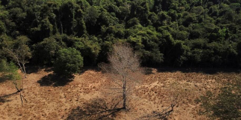 Estudo da Universidade de Yale descarta savanização e revela vulnerabilidade da floresta