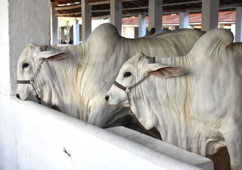 Expogrande 2026 registra R$ 854,5 milhões e supera expectativas da Acrissul