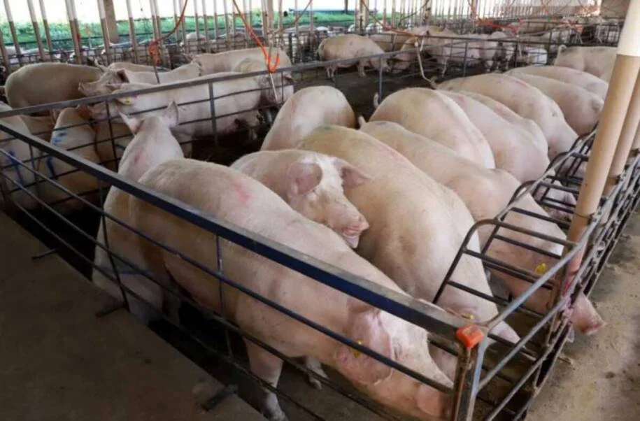 Governador Eduardo Riedel destaca crescimento de 50% na suinocultura de MS